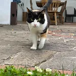 Vitalhof Roithinger גריסקירכן