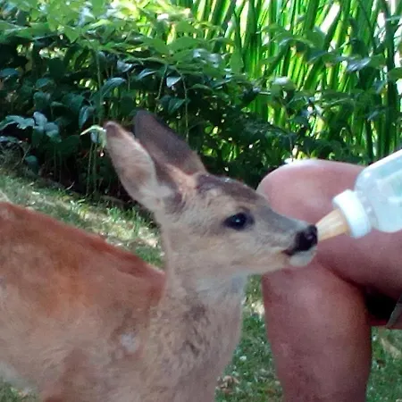 Vitalhof Roithinger Grieskirchen