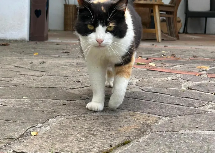 Vitalhof Roithinger Grieskirchen